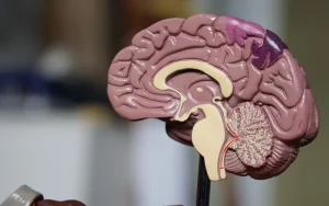 آیا اطلس میکروگلیال انسان می تواند تحقیقات اختلال مغز را هدایت کند