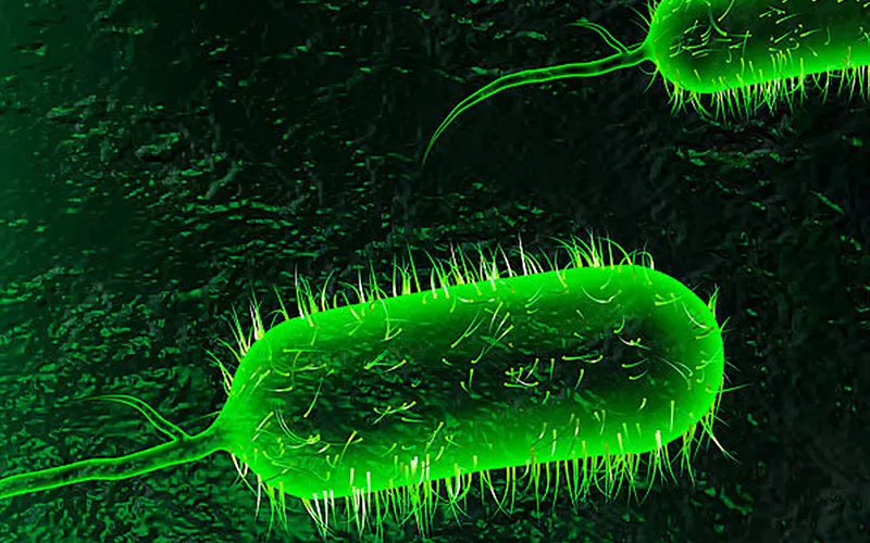 ارتباط سویه‌های میکروب روده با سکته‌های شدیدتر و بهبودی ضعیف‌تر پس از سکته