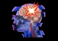 Brain Injuries Disrupt Recycling of Immune Cells in Brain