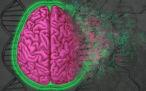 رمزگشایی رمز مرگ نورون در آلزایمر