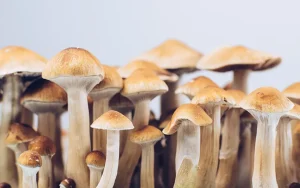 چگونه قارچ های جادویی می توانند افسردگی را برطرف کنند