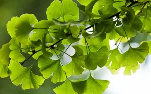 Ginkgo Biloba Compound Promising for Stroke Cognitive Recovery