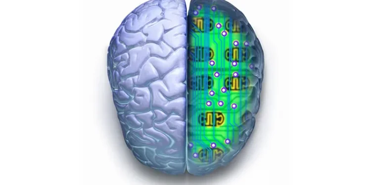 Investigating how the brain stores and retains information